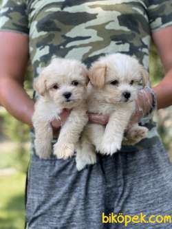 Maltipoo Yavruları F1 ÜCRETLİ SAHİPLENDİRME 3