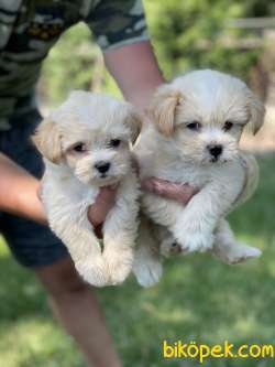 Maltipoo Yavruları F1 ÜCRETLİ SAHİPLENDİRME 1