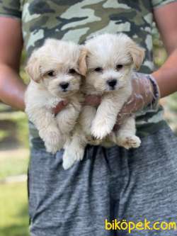 Maltipoo Yavruları F1 ÜCRETLİ SAHİPLENDİRME 4