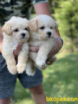 Maltipoo Yavruları F1 ÜCRETLİ SAHİPLENDİRME 2