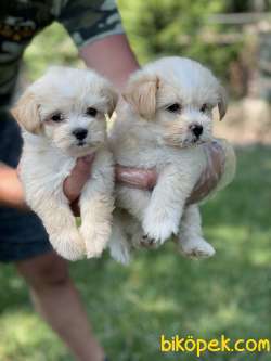 Maltipoo Yavruları F1 ÜCRETLİ SAHİPLENDİRME 5