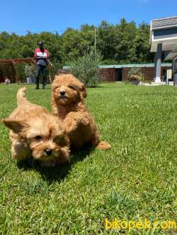 %% MALTIPOO YAVRULARİ ISTANBUL 5