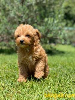 %% MALTIPOO YAVRULARİ ISTANBUL 1