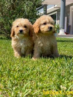 %% MALTIPOO YAVRULARİ ISTANBUL 4