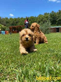 %% MALTIPOO YAVRULARİ ISTANBUL