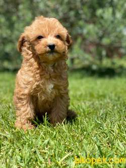 %% MALTIPOO YAVRULARİ ISTANBUL 3