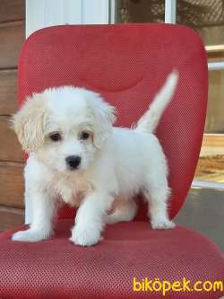 Maltipoo Yavruları Sağlık Ve İrk Garantili 5