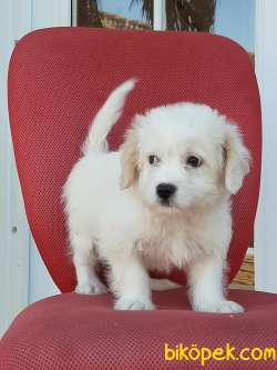 Maltipoo Yavruları Sağlık Ve İrk Garantili 4