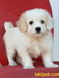 Maltipoo Yavruları Sağlık Ve İrk Garantili 2