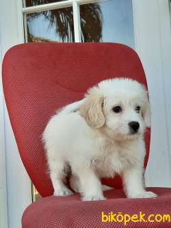 Maltipoo Yavruları Sağlık Ve İrk Garantili 1