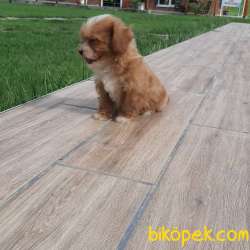 MaltiPoo Yavruları Sağlık Ve İrk Garantili 5