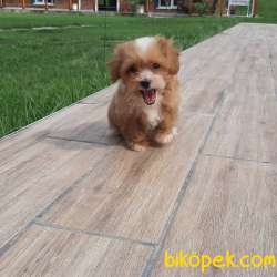 MaltiPoo Yavruları Sağlık Ve İrk Garantili 2