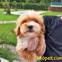 MaltiPoo Yavruları Sağlık Ve İrk Garantili 1