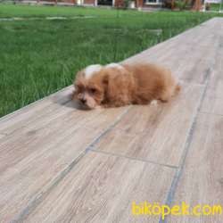 MaltiPoo Yavruları Sağlık Ve İrk Garantili 4