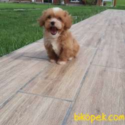 MaltiPoo Yavruları Sağlık Ve İrk Garantili 3