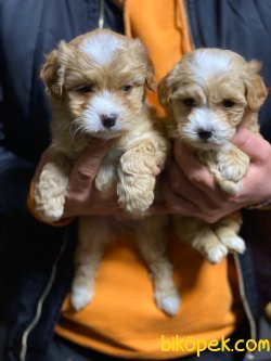 MALTİPOO YAVRULARIMIZ 3