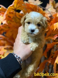 MALTİPOO YAVRULARIMIZ 5