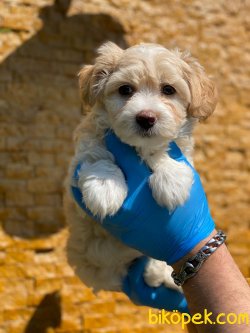 MALTİPOO YAVRULARIMIZ 1