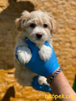 MALTİPOO YAVRULARIMIZ 2