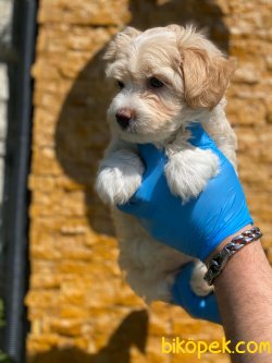 MALTİPOO YAVRULARIMIZ 3