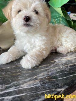MALTİPOO YAVRULARIMIZ 2