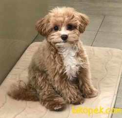 MALTIPOO YAVRULARIMIZ 3
