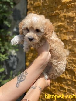 MALTIPOO YAVRULARIMIZ 2