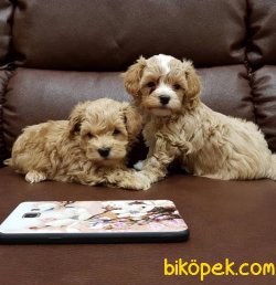 MALTIPOO YAVRULARIMIZ 1