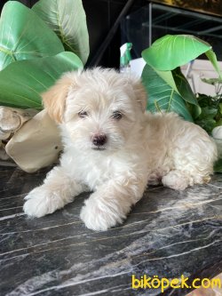 MALTİPOO YAVRULARIMIZ 3
