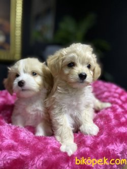 MALTİPOO YAVRULARIMIZ 2
