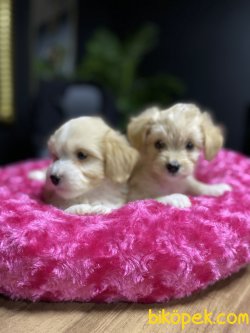 MALTİPOO YAVRULARIMIZ 3