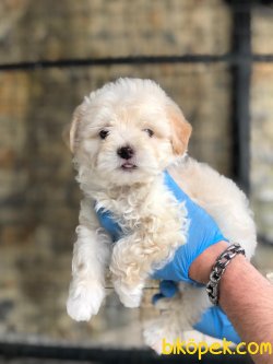 MALTİPOO YAVRULARIMIZ 2