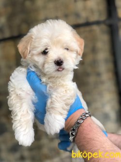 MALTİPOO YAVRULARIMIZ 1
