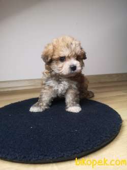 Maltipoo Yavrularımız 1