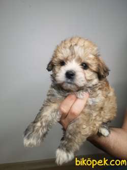 Maltipoo Yavrularımız 3