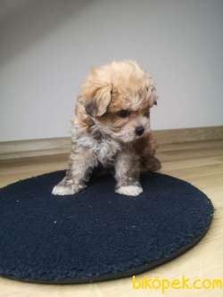 Maltipoo Yavrularımız 2