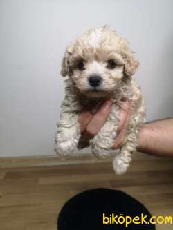 Maltipoo Yavrularımız 5