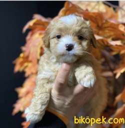 DİŞİ ERKEK OYUNCU MALTİPOO YAVRULARIMIZ 1