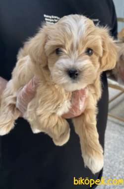 DİŞİ ERKEK OYUNCU MALTİPOO YAVRULARIMIZ 2