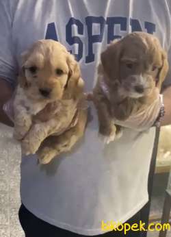 DİŞİ ERKEK OYUNCU MALTİPOO YAVRULARIMIZ 3