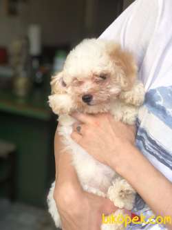 MALTİPOO YAVRULARIMIZ 4
