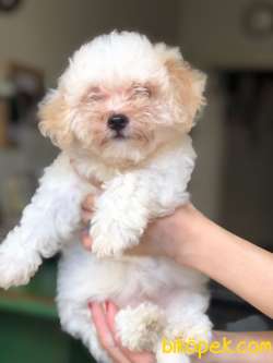 MALTİPOO YAVRULARIMIZ 1