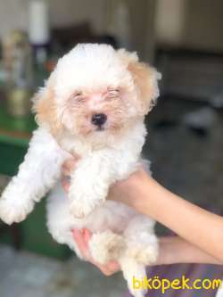 MALTİPOO YAVRULARIMIZ 2