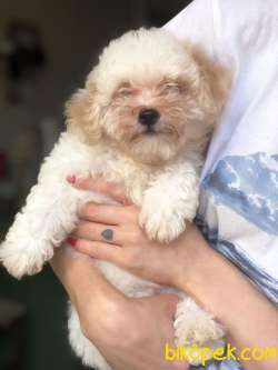 MALTİPOO YAVRULARIMIZ 3