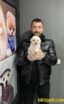 F1 MALTİPOO YAVRULARIMIZ 2