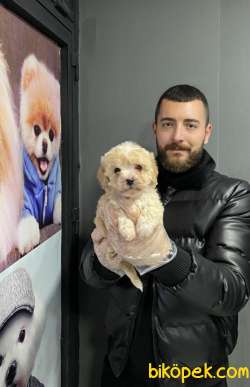 F1 MALTİPOO YAVRULARIMIZ 1