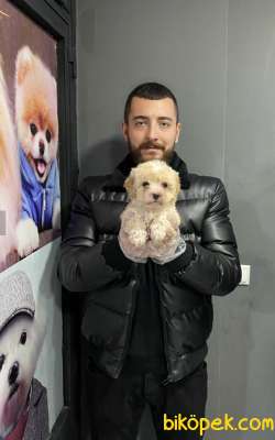 F1 MALTİPOO YAVRULARIMIZ 3