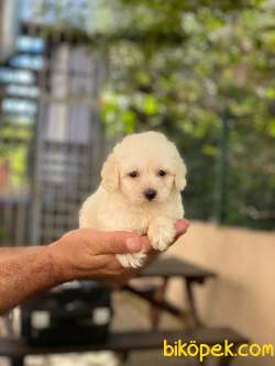 Maltipoo Yavrularımız 4