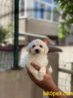 Maltipoo Yavrularımız 3