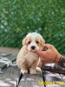 Maltipoo Yavrularımız 4